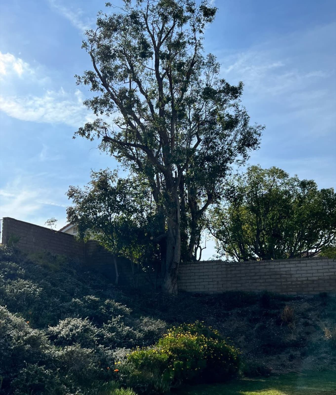 A large leaning tree overhanging a block wall — the kind of hazard UFO responds to
