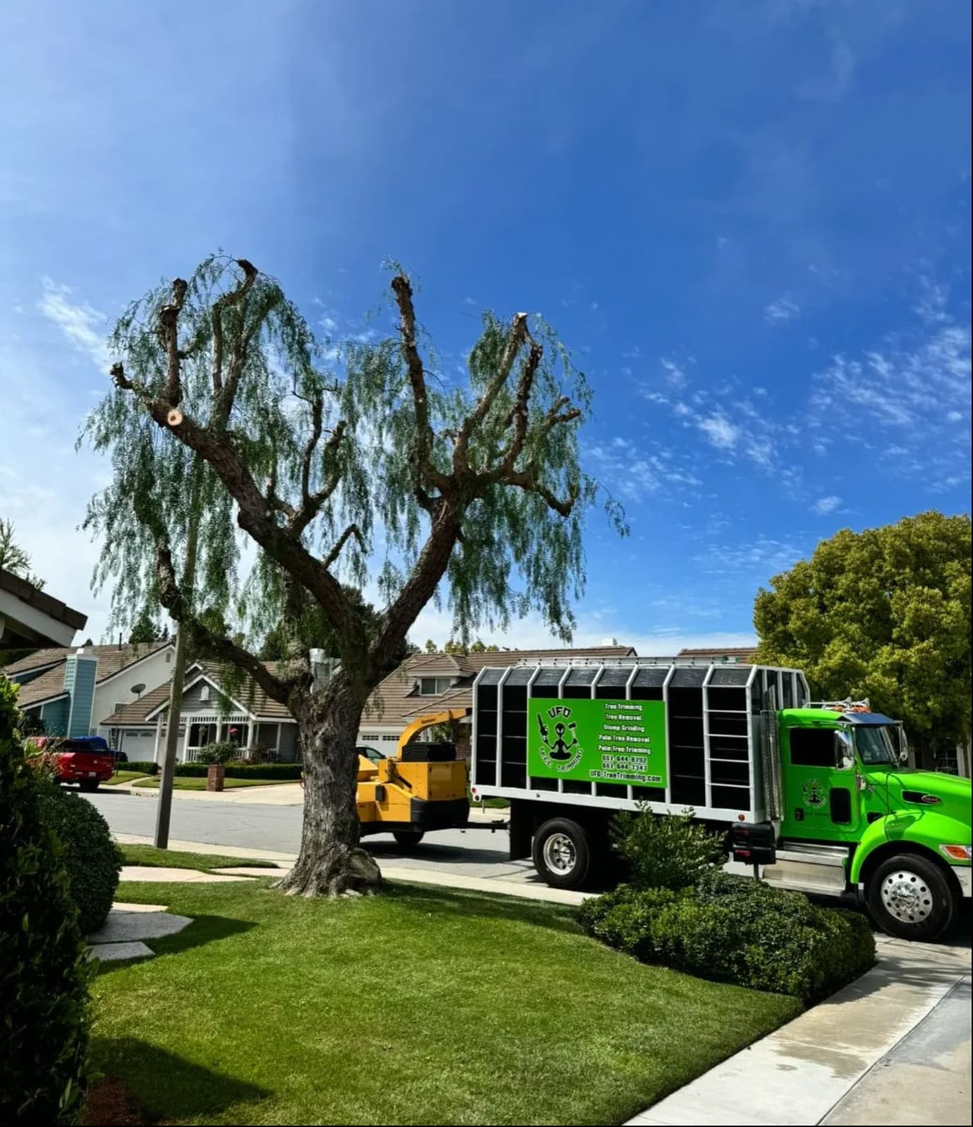 A cleanly structured tree at a Quartz Hill home after trimming